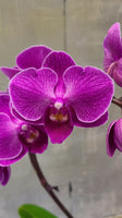 Heart-shaped orchid