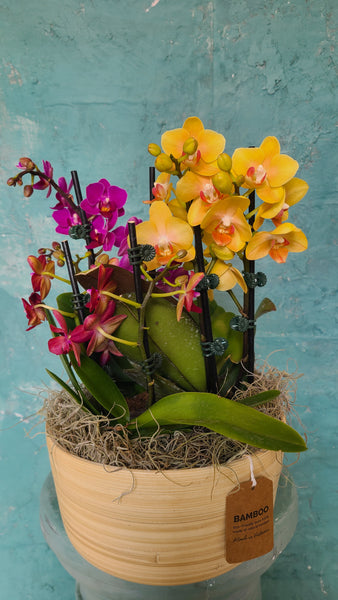 Compact orchid arrangement