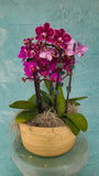 Compact orchid arrangement