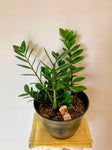 Zamioculcas zamiifolia-Money Tree