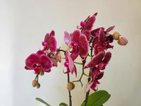 Orchid Phalaenopsis Purple
