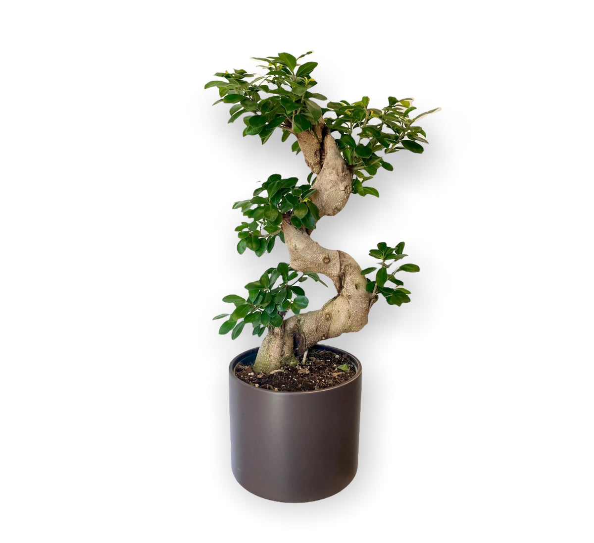 Bonsai Tree – Buyflower.ca