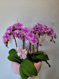 Orchid stems planter Medium