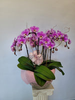 Orchid stems planter Medium