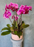 Orchids arrangement