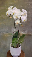 White orchid