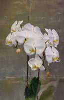 White orchid