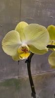 Yellow orchid