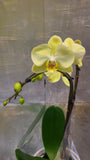 Yellow orchid