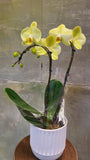 Yellow orchid