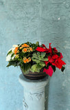 Poinsettia mixed pot