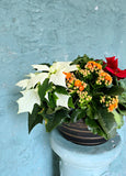 Poinsettia mixed pot