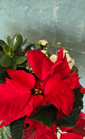 Poinsettia mixed pot