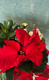 Poinsettia mixed pot