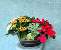 Poinsettia mixed pot