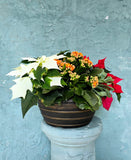 Poinsettia mixed pot