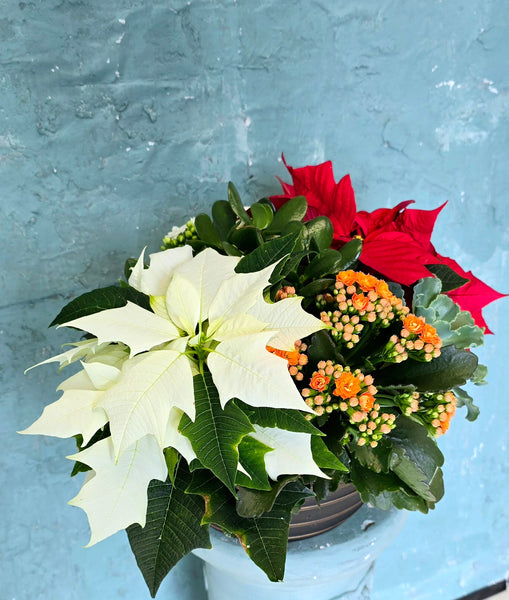 Poinsettia mixed pot