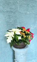 Poinsettia mixed pot