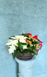 Poinsettia mixed pot