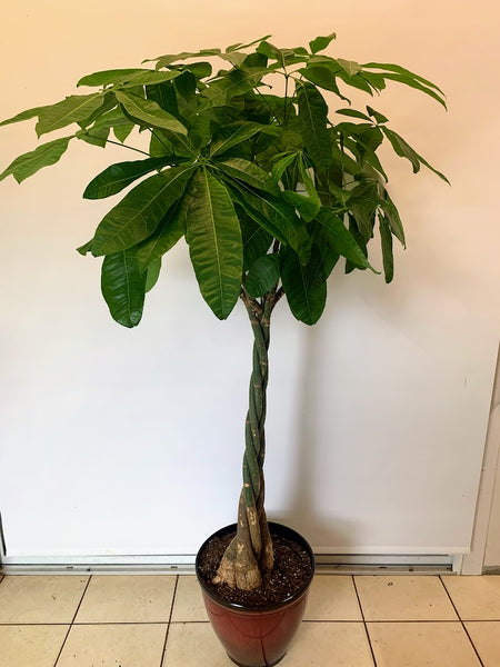 malabar chestnut money tree Guiana Chestnut-Money Tree – Buyflower.ca