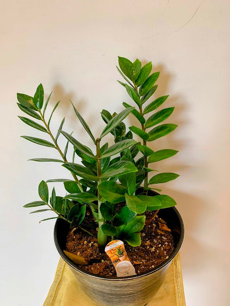 zamioculcas zamiifolia money tree Zamioculcas zamiifolia-Money Tree – Buyflower.ca