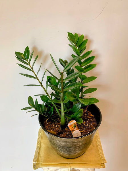 zamioculcas money tree Zamioculcas zamiifolia-Money Tree – Buyflower.ca