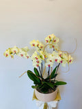 Orchid Stems Planter Medium