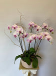 Orchid Stems Planter Medium