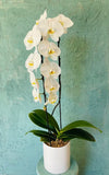 White Large Orchid