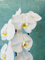White Large Orchid