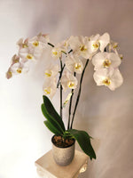 White Phalaenopsis Orchid Plant-medium