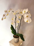 White Phalaenopsis Orchid Plant-medium