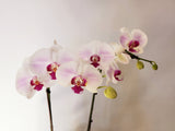 Orchid Phalaenopsis white pink