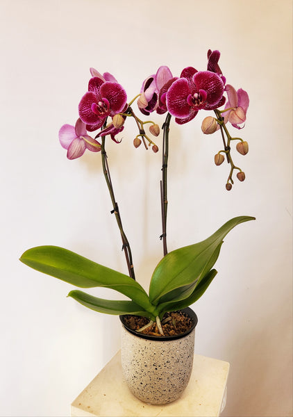 Orchid Phalaenopsis Purple