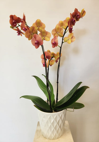 Orchid Phalaenopsis Yellow orange