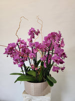 Orchid Stems Planter