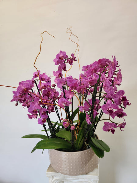 Orchid Stems Planter