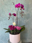 Orchid Harmony