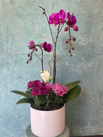 Orchid Harmony