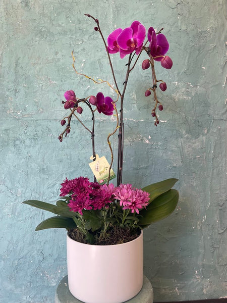 Orchid Harmony